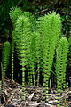 The horsetail Equisetum telmateia, showing whorls of branches and the tiny dark-tipped leaves