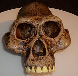 Caveira de Australopithecus afarensis