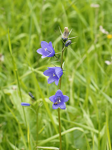 Bláklukka (Campanula rotundifolia) er algeng á Íslandi, sérstaklega á Austurlandi.