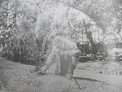 Un homme avec chapeau et imperméable long, Alphonse Denis, est agenouillé devant une plante exotique qu'il entretient. En fond de photographie, grilles, tables et chaises de jardin et pots.