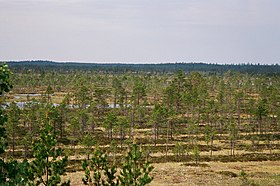 Kauhaneva bataqlığı.