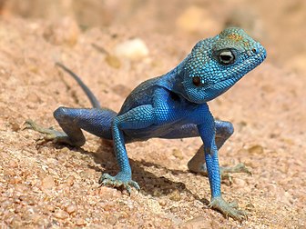 Pseudotrapelus sinaitus, un lézard assez commun autour de la mer Rouge. Lors de la saison des amours, le mâle devient d'un bleu éclatant pour attirer les femelles. (définition réelle 2 188 × 1 641)