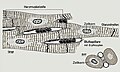 Le cellule striate del muscolo cardiaco sono strettamente connesse da giunzioni comunicanti (gap) (localizzati nella striscia lucida/ Glanzstreifen)