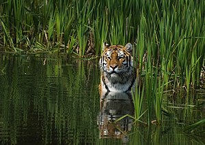 A tiger in the water