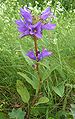 Kłubkate zwónčki (Campanula glomerata)