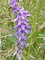 Tufted Vetch, Vicia cracca, in anthill meadow