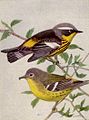 Magnolia Warbler (National Geographic Magazine April 1917)