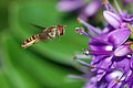 22 Marmelade fly (Episyrphus balteatus)