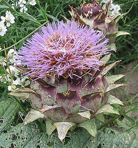 Flor de alcachofra