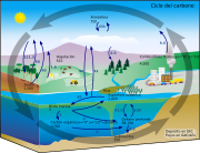 Diagrama del ciclo del carbono