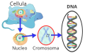 Il DNA si trova nel nucleo della cellula