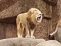 Lion at Lincoln Park Zoo