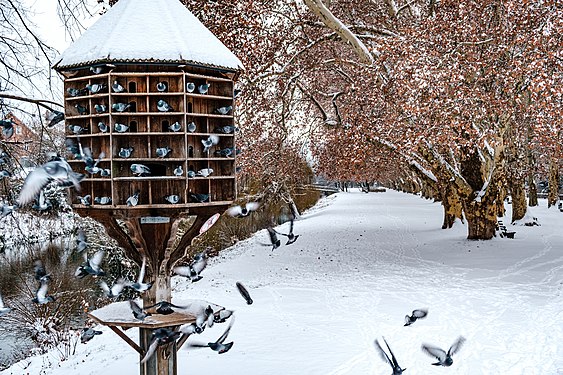 Taubenturm mit Schnee