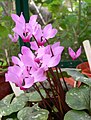 Cyclamen rhodium subsp. peloponnesiacum