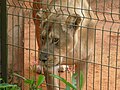 Lion at a zoo in Brazil