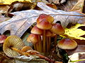 Mycena atkinsoniana, by Dan Molter