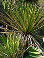 Yucca carnerosana