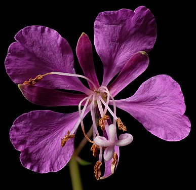 DETAIL: A flower of Epilobium angustifolium L., the fireweed or willowherb. (Nature park Taunus, Hesse. Daylight LED lamp, black cardboard as background.) Photograph: Johannes Robalotoff