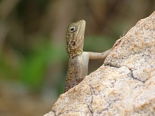 Agama agama around the Pendjari in Benin Photograph: KOUAGOU Damien