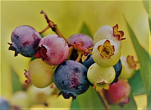 Vaccinium corymbosum