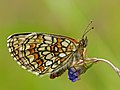 32 P1160778 Melitaea athalia