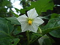 Eggplant flower white