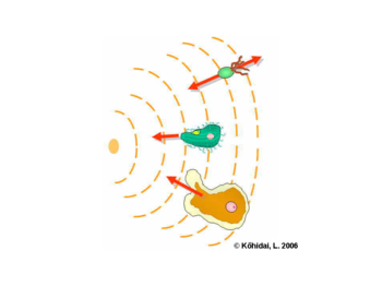 Difference of gradient sensing in prokaryotes and eukaryotes