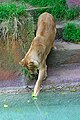 Lioness playing