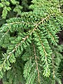 Tsuga canadensis 'Curly' at Morris Arboretum, USA