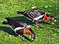 Couple de bernaches à cou roux