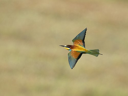 European Bee eater Photograph: User:Norbertoe