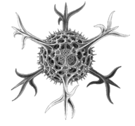 The elaborate silica shells of microscopic marine radiolarians can eventually produce opal.