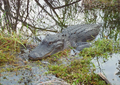 Image 16Alligator in the Florida Everglades (from Geography of Florida)