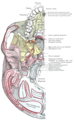 Base of skull. Inferior surface.