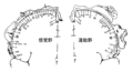 運動野と感覚野