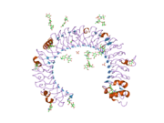 2a0z: The molecular structure of toll-like receptor 3 ligand binding domain