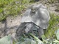 Testudo marginata female with hatchling