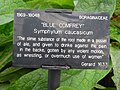 Blue comfrey label