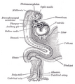 Human embryo about fifteen days old.