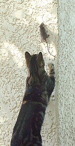 Un chat cherchant à attraper une souris.