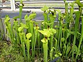 Sarracenia flava (Pitcher plant)