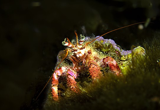 Red Helmet Crab. Photograph: Veronica Busuttil