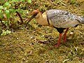 Curicaca (Theristicus caudatus)