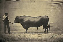 black-and-white print of a large bull with pendent scrotum