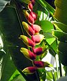 Heliconia rostrata