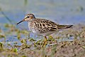 06 Pectoral Sandpiper