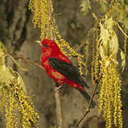 Piranga olivacea