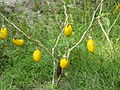 Brinjal plant from India: The green fruits turn yellow when ripe.