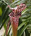 Pitcher plant