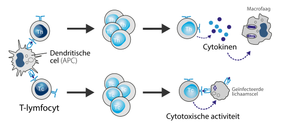 Antigeen-presenterende cellen (APC's) activeren naïeve T-cellen in de perifere lymfoïde organen. De T-cel die met de juiste affiniteit aan het antigeen bindt raakt geactiveerd, gaat zich prolifereren en diffentiëren tot cytotoxische T-cellen en effector-helper-T-cellen. Helper-T-cellen hebben onder andere de taak andere immuuncellen (zoals macrofagen) te herstimuleren.